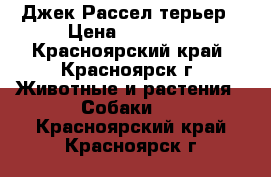 Джек Рассел терьер › Цена ­ 15 000 - Красноярский край, Красноярск г. Животные и растения » Собаки   . Красноярский край,Красноярск г.